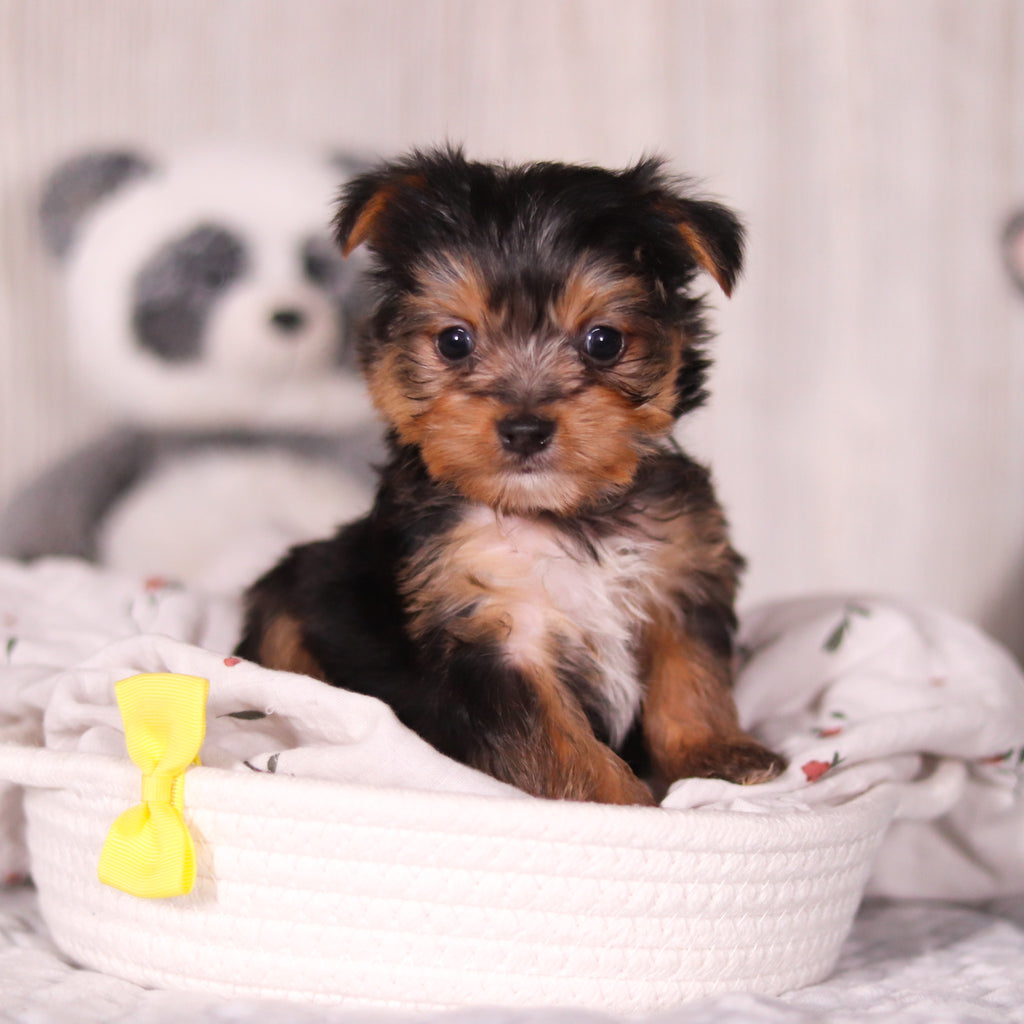 Ozzy - Available Now