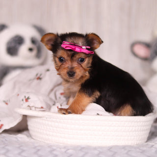 Opal - Available Now