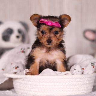 Opal - Available Now