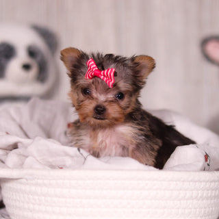 Onyx - Available 3/26