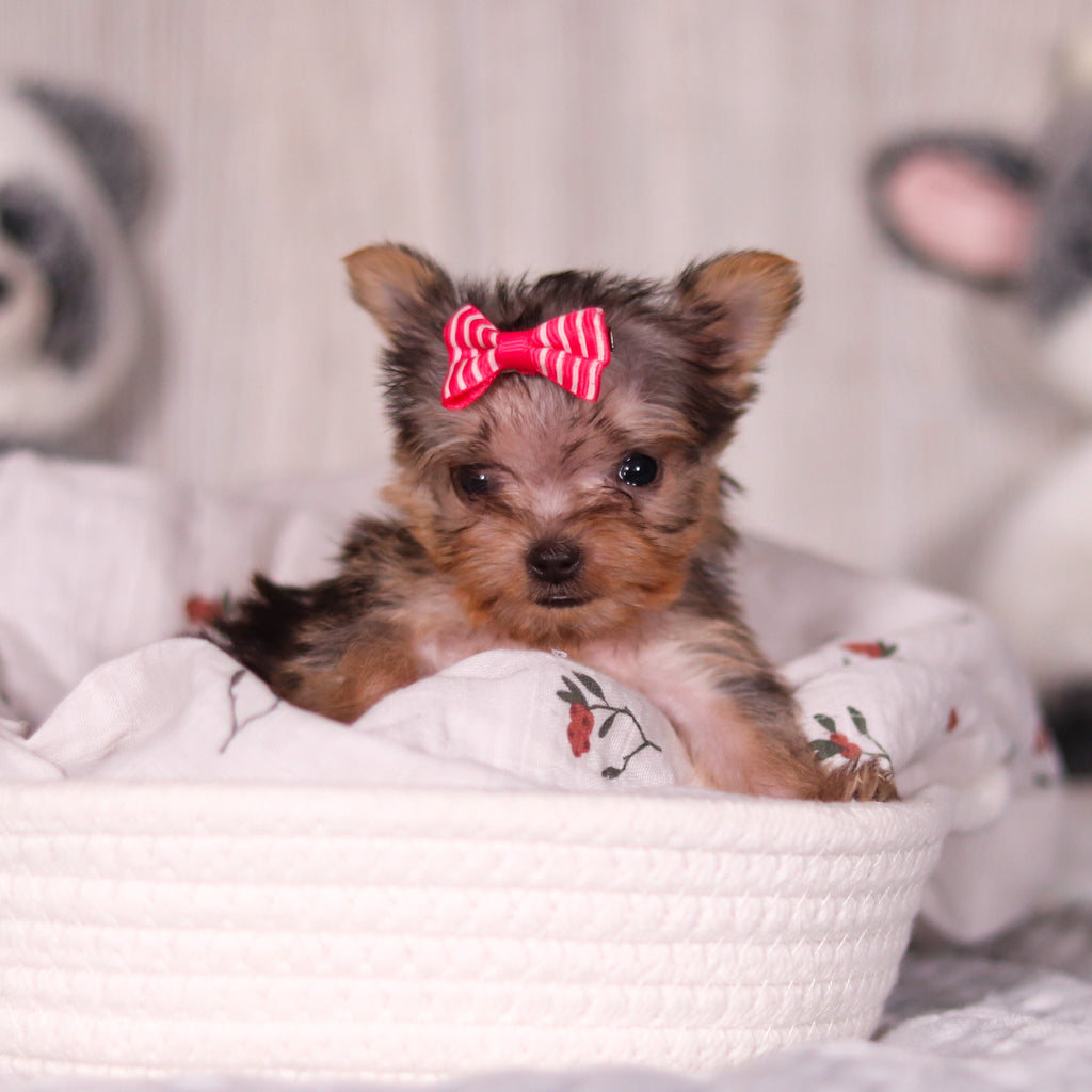 Onyx - Available 3/26