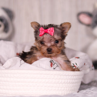 Onyx - Available 3/26