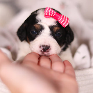 Bonnie - Available 4/16