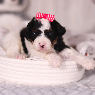 Bay - Available 4/16