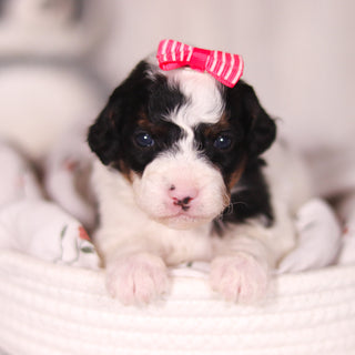 Bay - Available 4/16