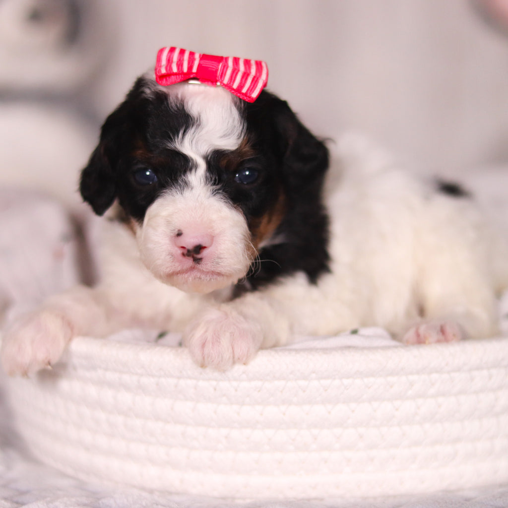 Bay - Available 4/16