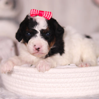 Bay - Available 4/16