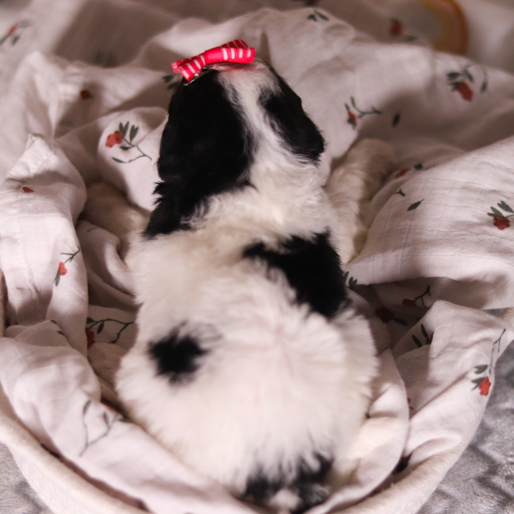 Bay - Available 4/16