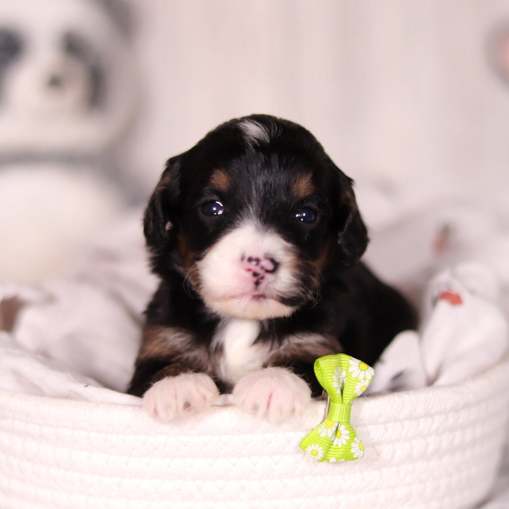 Bellini - Available 4/16