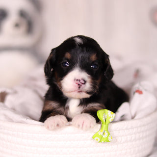 Bellini - Available 4/16