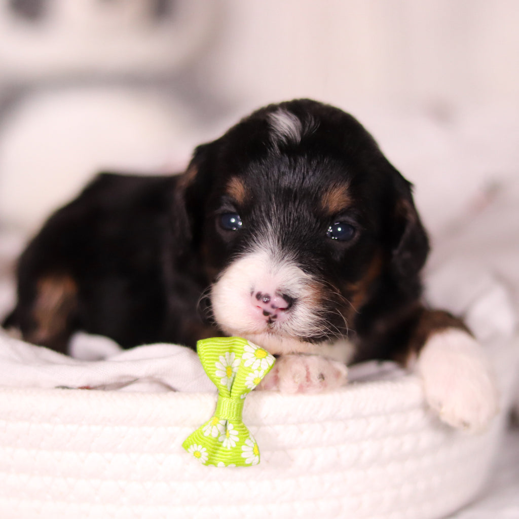 Bellini - Available 4/16