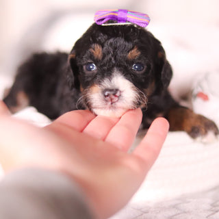 Bernice - Available 4/16