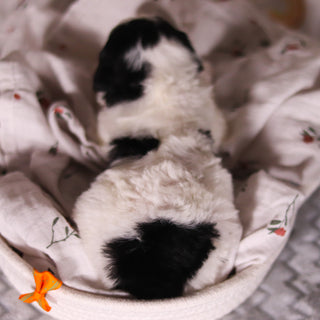 Boogie - Available 4/16