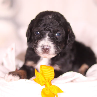 Brooks - Available 4/16