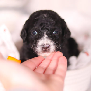 Brooks - Available 4/16