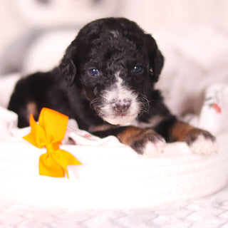 Brooks - Available 4/16