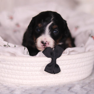 Bean - Available 4/16