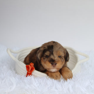 Scout - Available now
