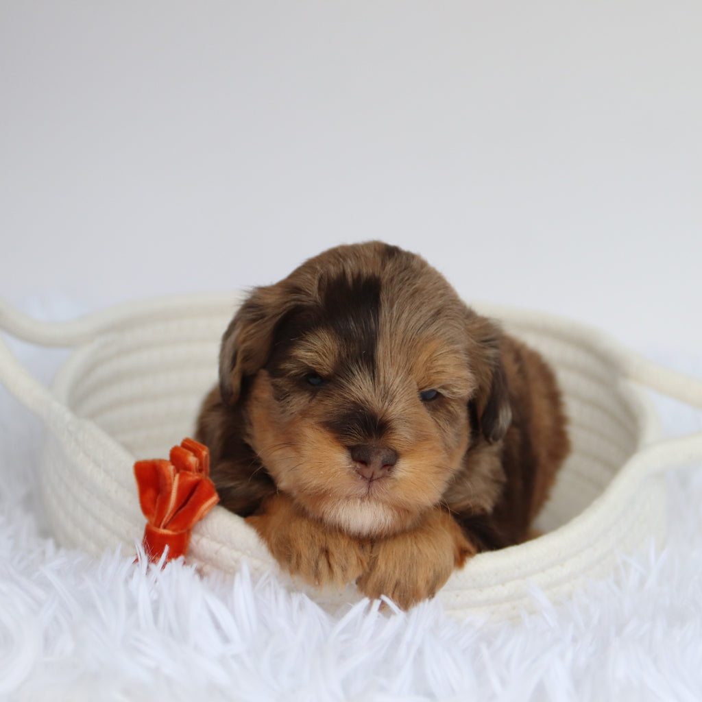 Scout - Available now