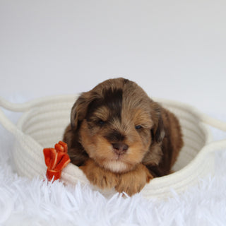 Scout - Available now