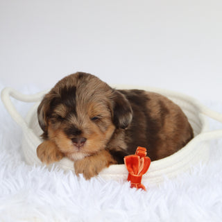 Scout - Available now