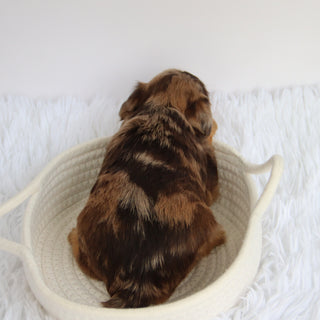 Scout - Available now