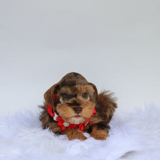 Scout - Available now