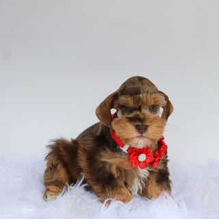 Scout - Available now