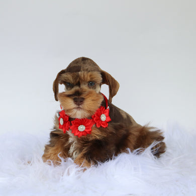 Scout - Available now