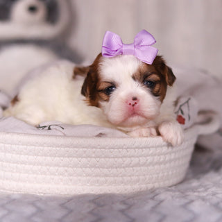 Phoebe - Available 4/9