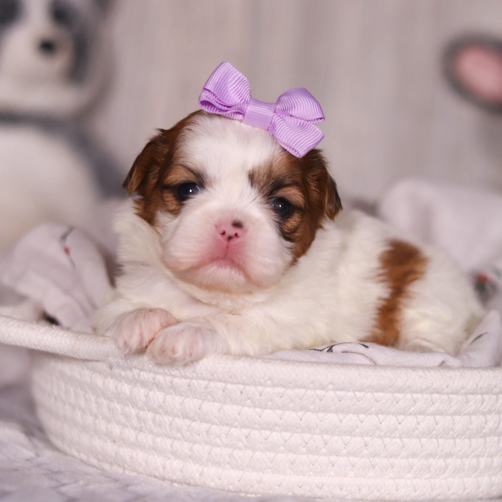 Phoebe - Available 4/9