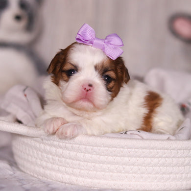 Phoebe - Available 4/9