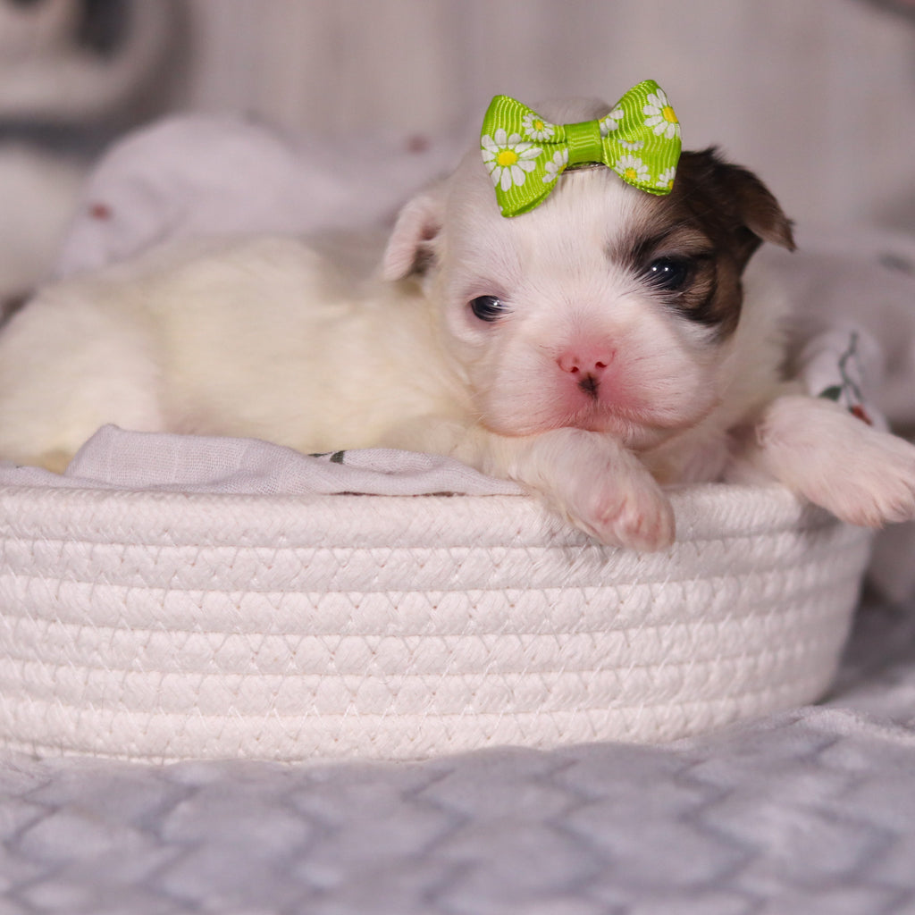 Monica - Available 4/9