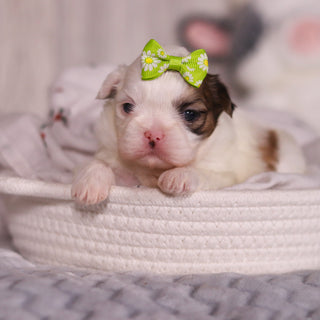 Monica - Available 4/9