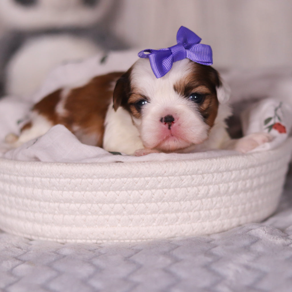 Rachel - Available 4/9