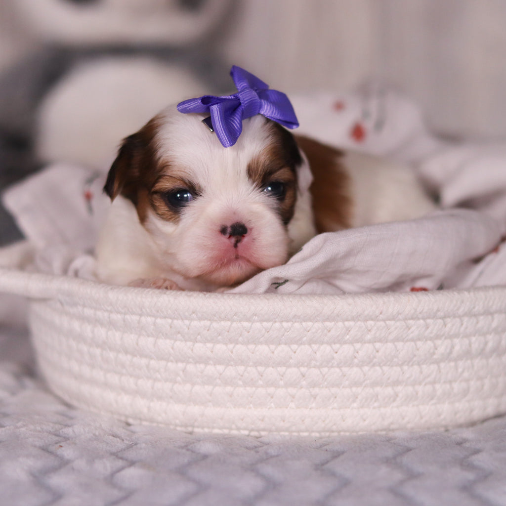 Rachel - Available 4/9