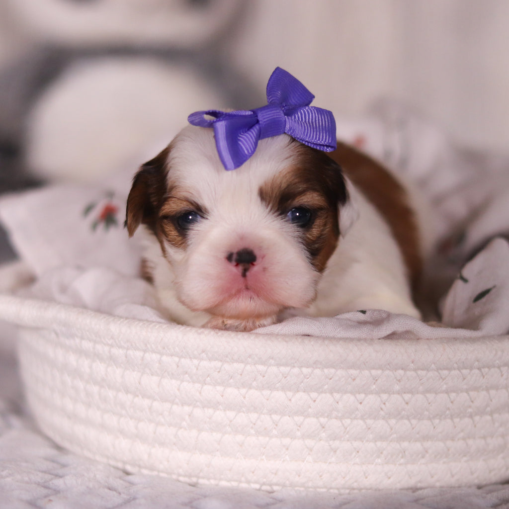 Rachel - Available 4/9