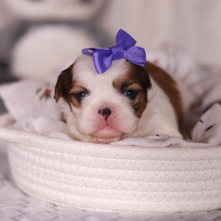 Rachel - Available 4/9