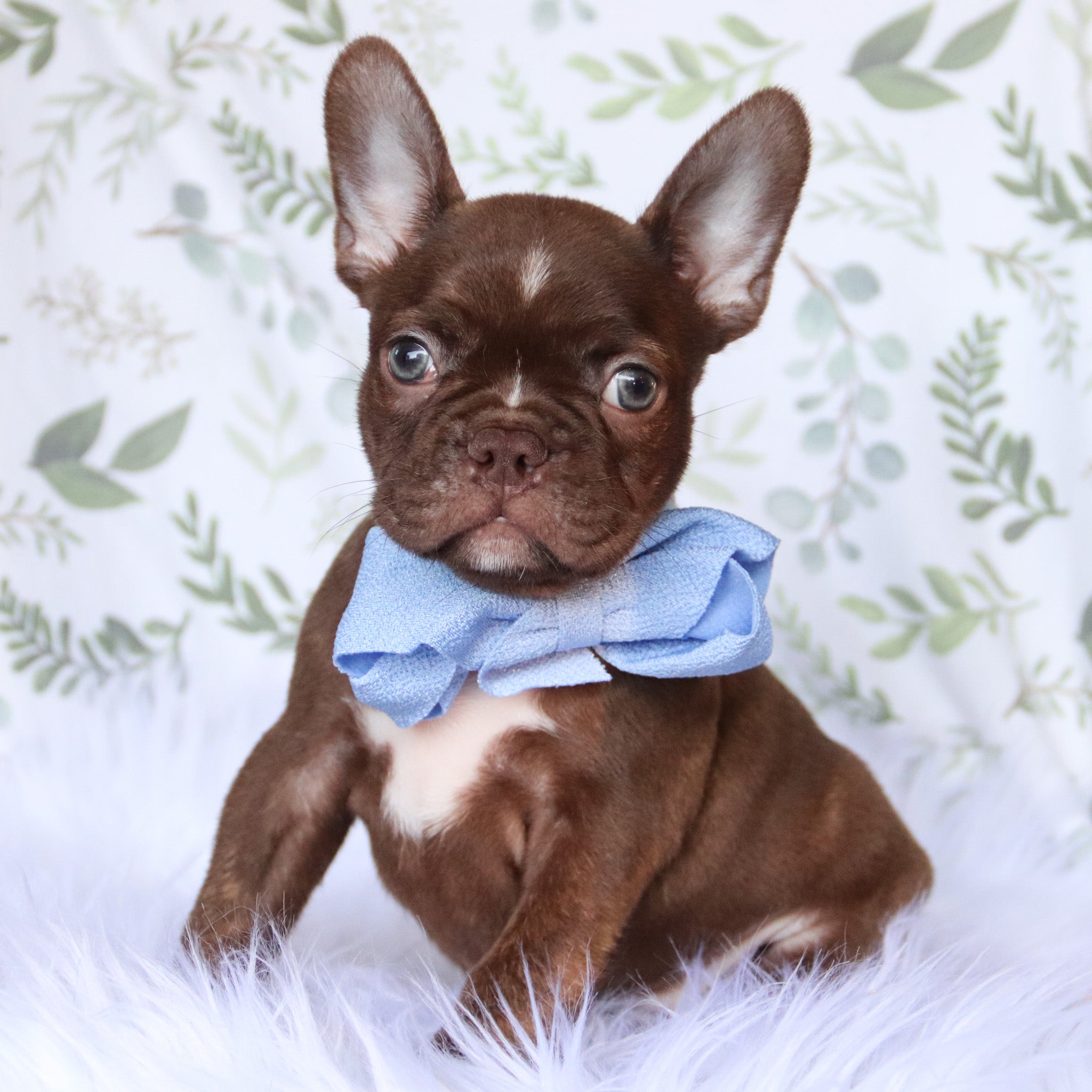 Puppies for sale in San Francisco