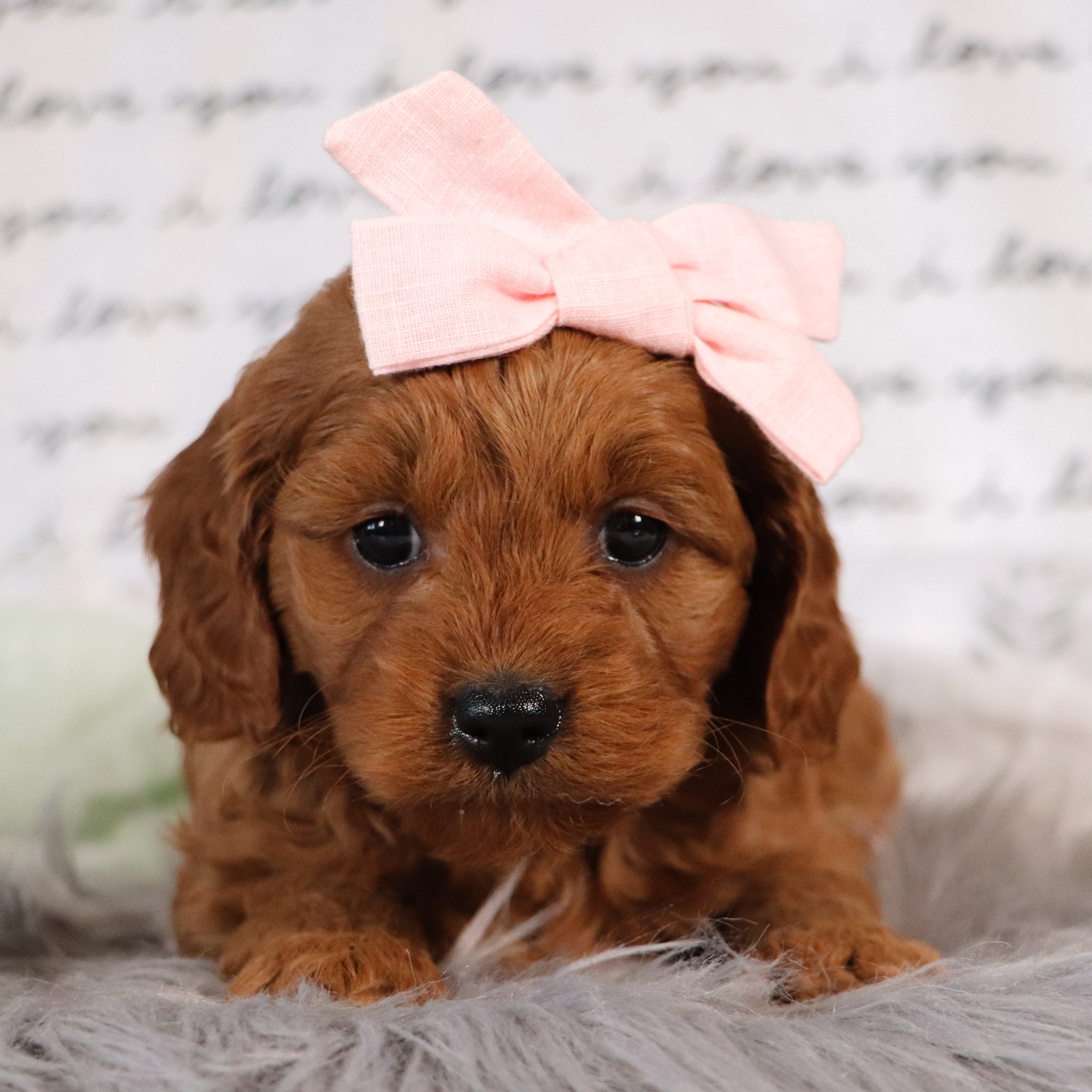 Bran All Puppies for sale Happytail Puppies