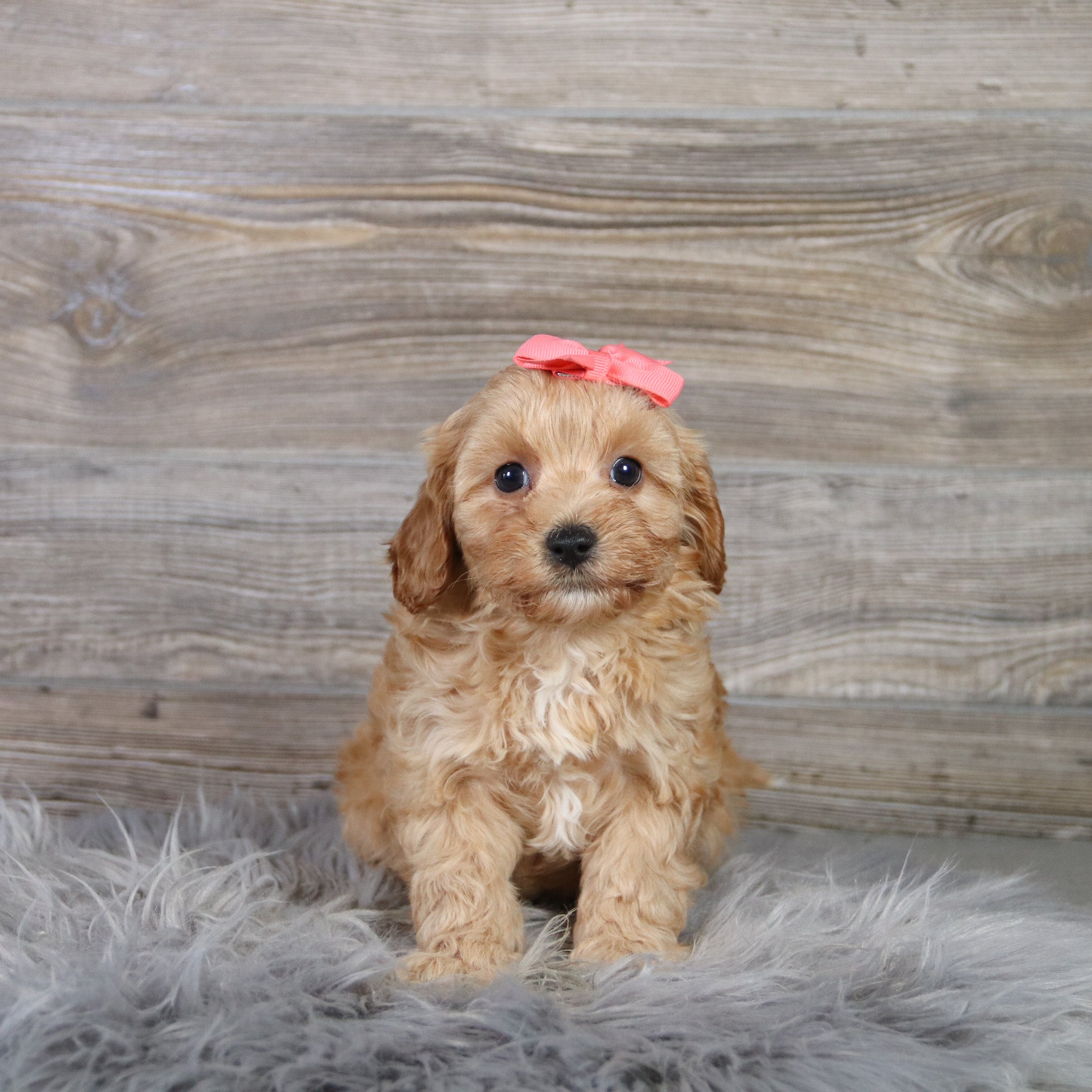 puppies for sale in savannah