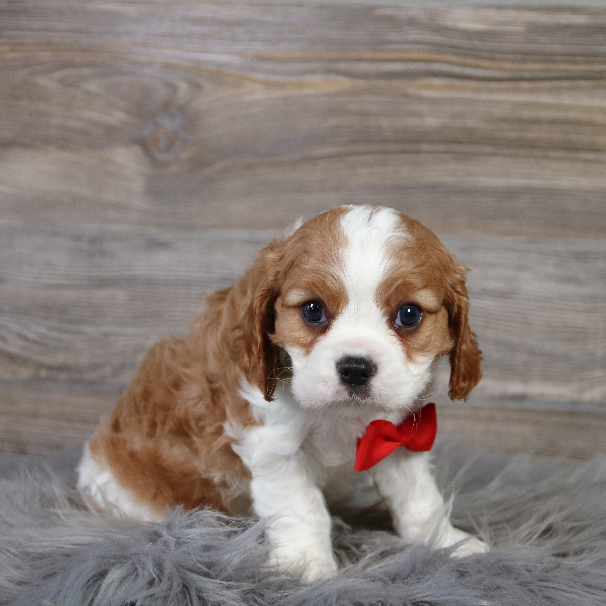 puppies for sale in macon