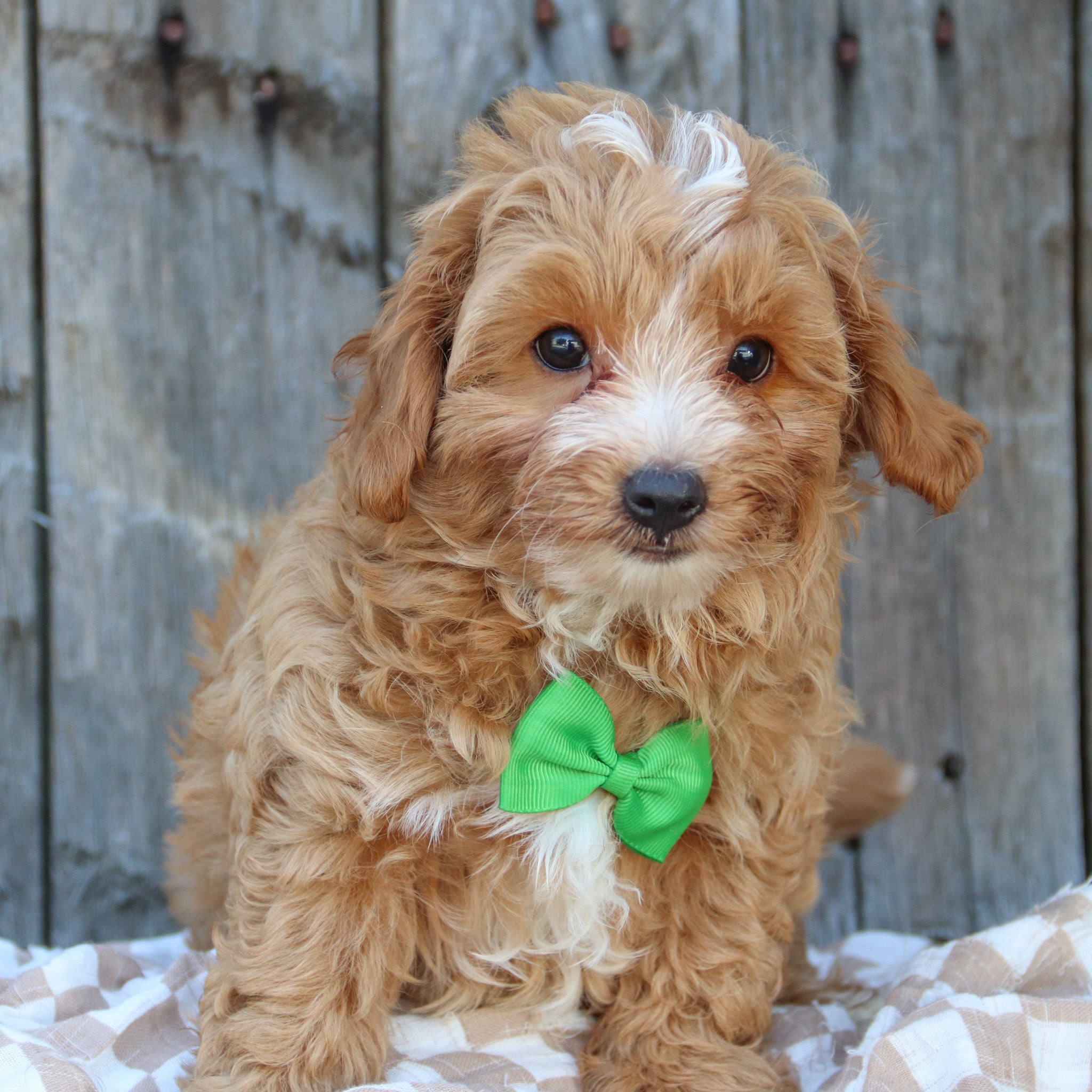 Puppies for sale in Islip, NY