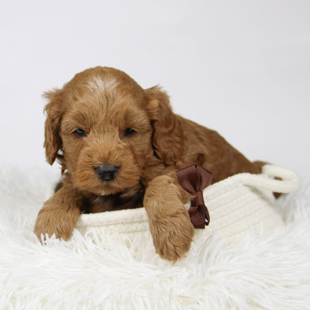 Zacharias - Available 12/17