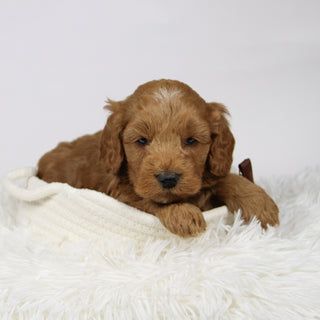 Zacharias - Available 12/17