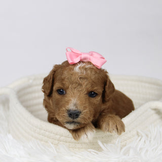 Briana - Available 12/17