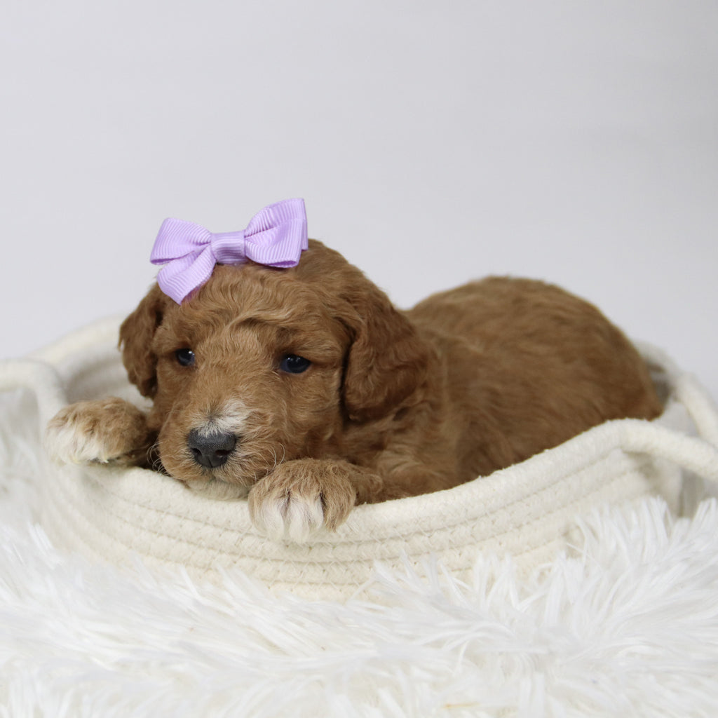 Fiona - Available 12/17