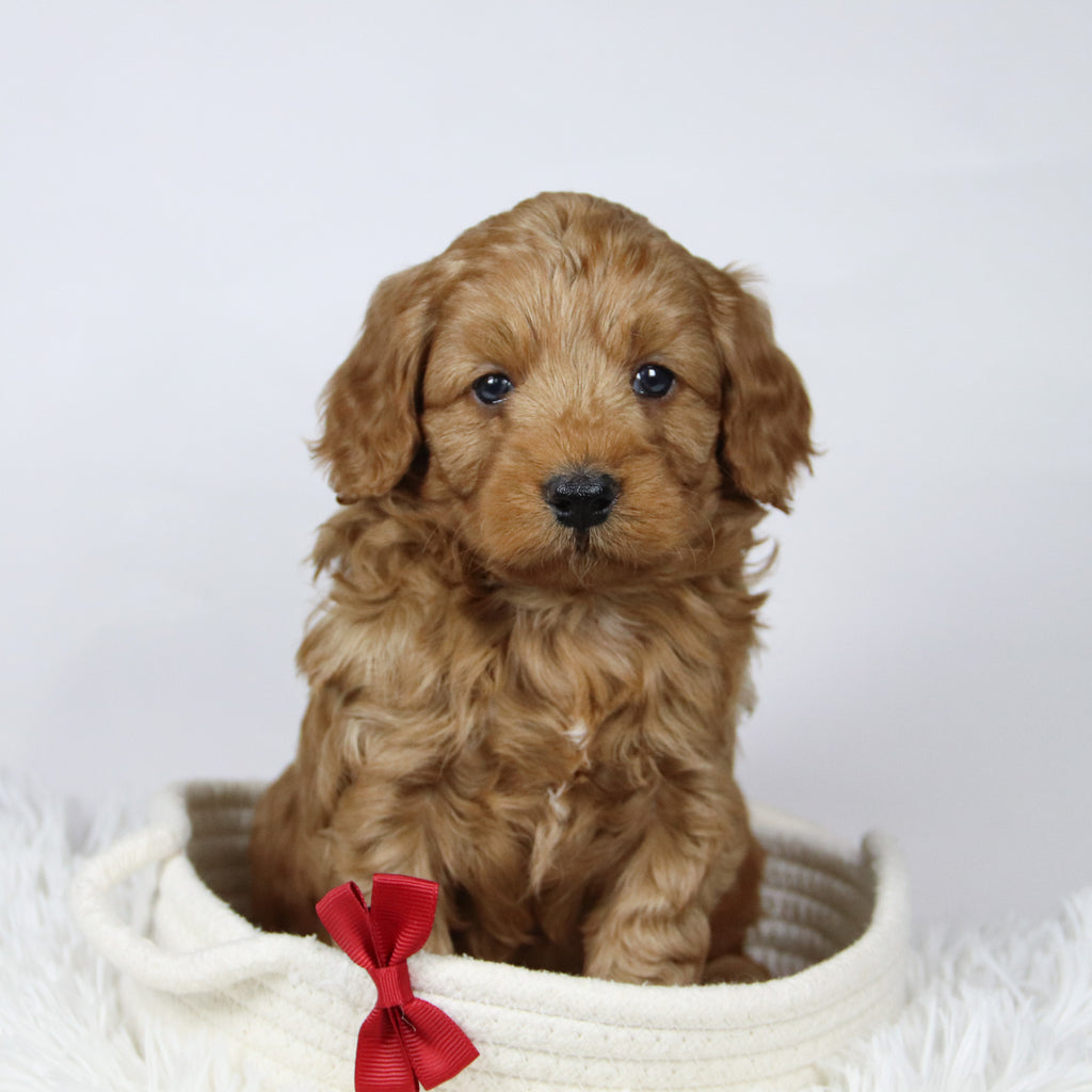 Davis - Available 12/17