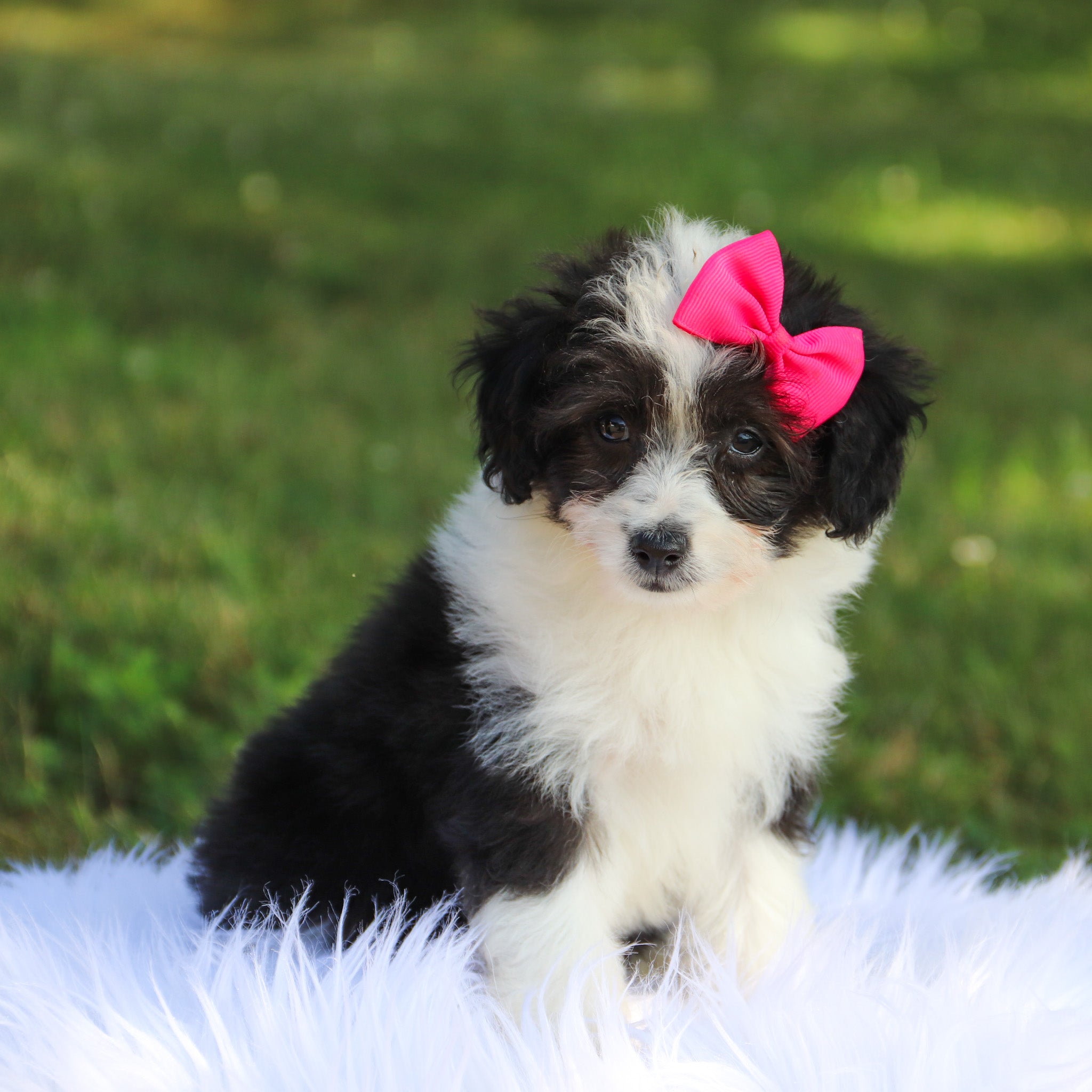 Puppies for sale in Memphis