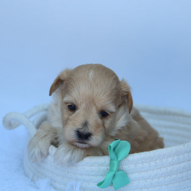 Herb - Available 10/7